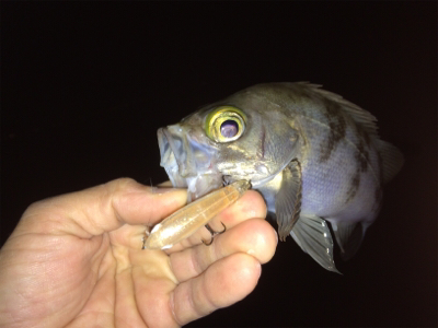 メバルトップゲーム