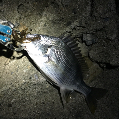 淀川ブリームゲーム