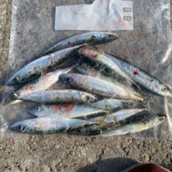 アジングのはずが