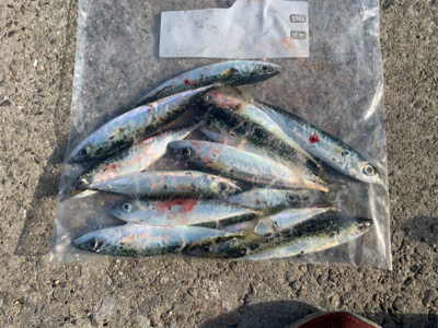 アジングのはずが