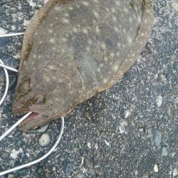 なんとかヒラメ1枚！
