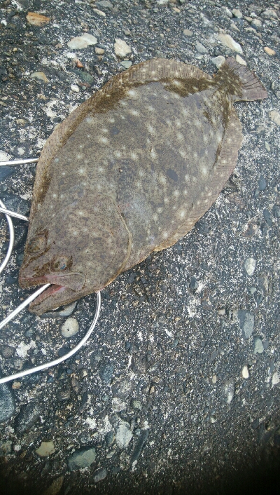 なんとかヒラメ1枚！