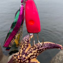 今日は、タコ！