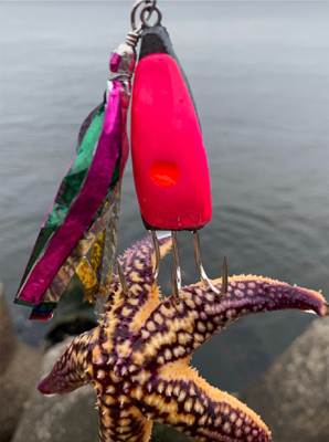 今日は、タコ！