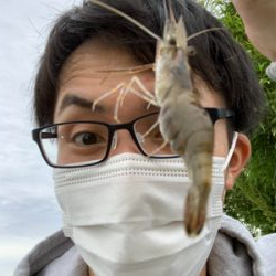 荒川　テナガエビ