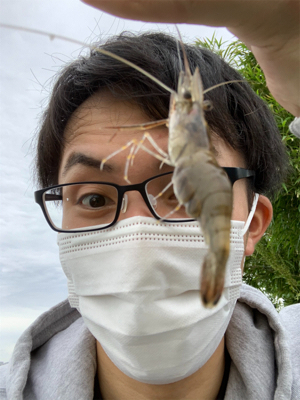 荒川　テナガエビ
