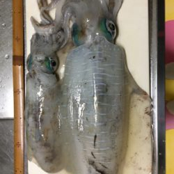 午後からの釣行