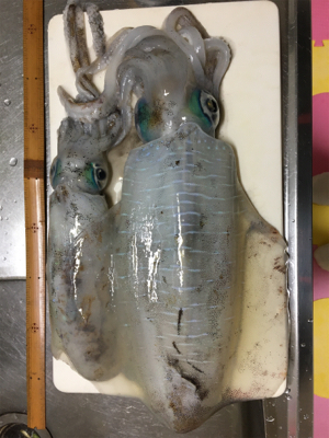 午後からの釣行