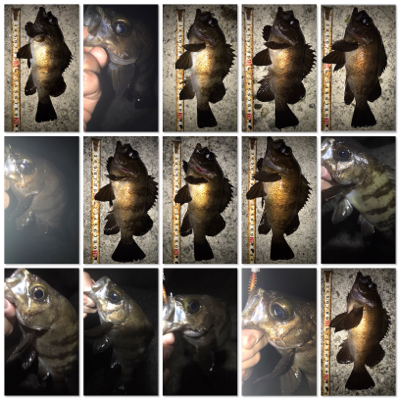 2020ライトゲーム第15戦