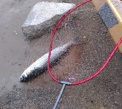 5/17釣果アナゴチヌグレ小サバエイボラガシラ