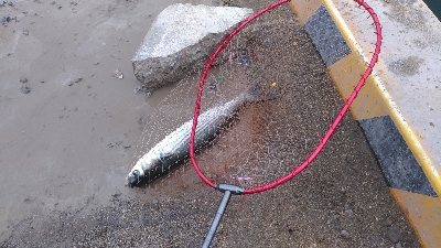 5/17釣果アナゴチヌグレ小サバエイボラガシラ