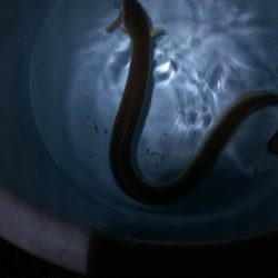 淀川のウナギパート3