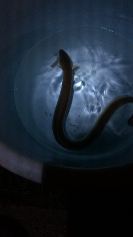 淀川のウナギパート3