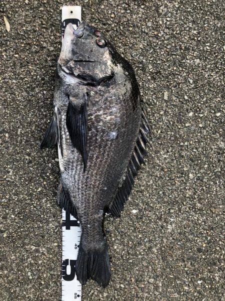 イチノ兄弟、釣果!