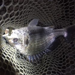 淀川ブリームゲーム