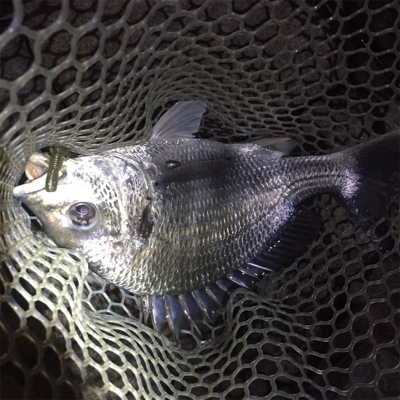 淀川ブリームゲーム