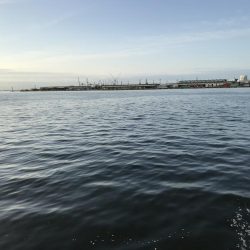 二匹目のドジョウならず