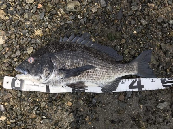 イチノ兄弟、釣果！