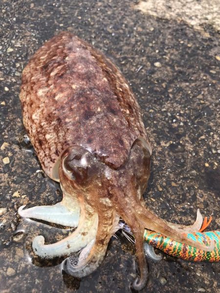 コウイカ釣り