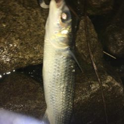 シーバスとボラ