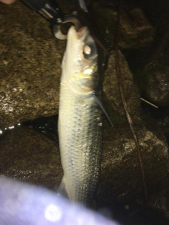 シーバスとボラ