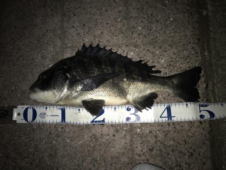 シーバス最終バチ調査