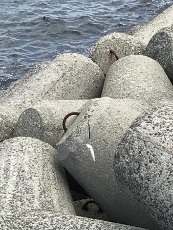 貝塚人工島穴釣り飛ばしサビキショアジギ