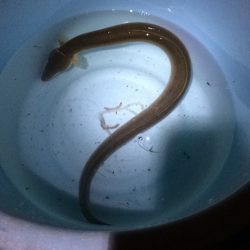 淀川のウナギ  パート2