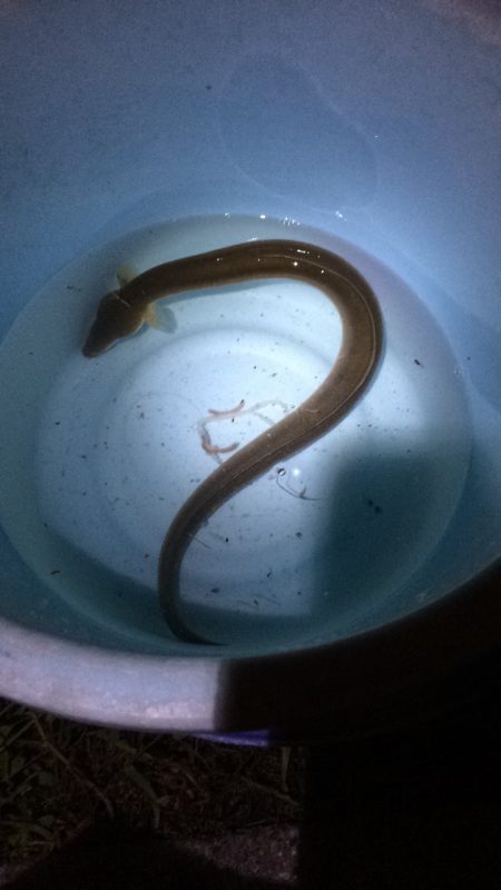 淀川のウナギ  パート2