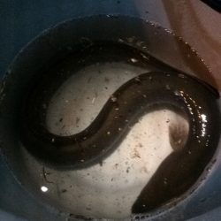 淀川のウナギ釣りパート4