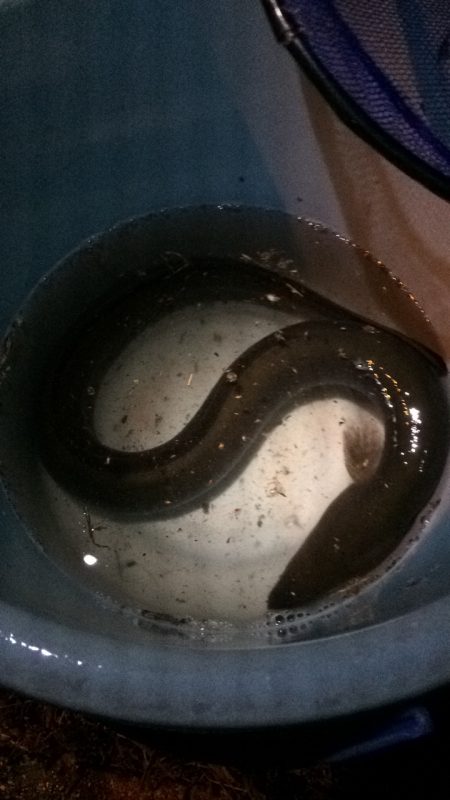 淀川のウナギ釣りパート4