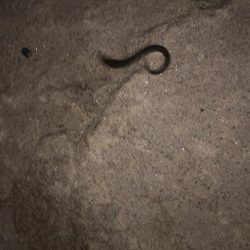 ビッグなゲスト