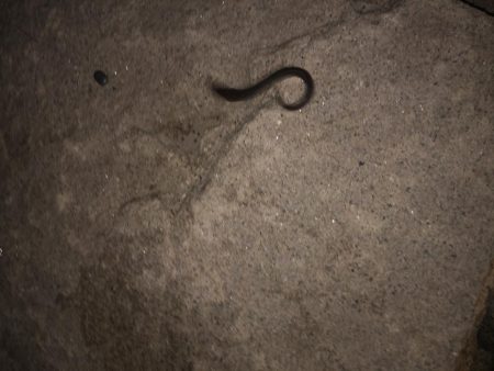 ビッグなゲスト