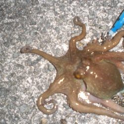 オクトパッシングは!