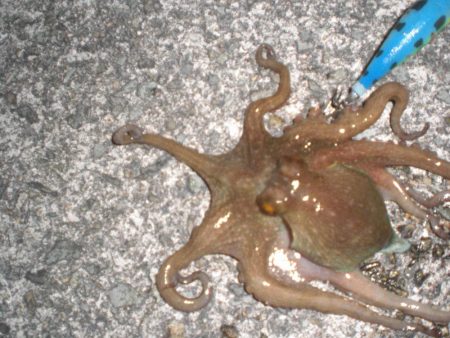 オクトパッシングは!