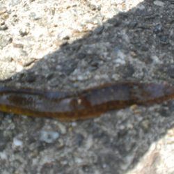 夫婦で、アイナメは！