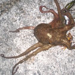 タコおったぞ！