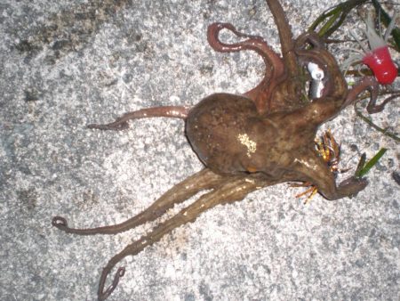 タコおったぞ！