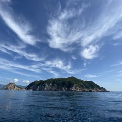 県南沖で小サバ祭り