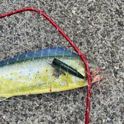 シイラトップゲーム