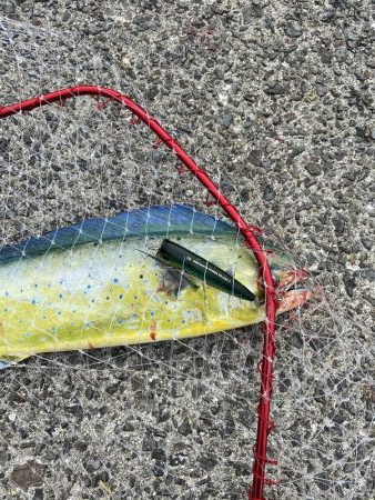 シイラトップゲーム