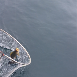 牟岐沖でかけ釣り