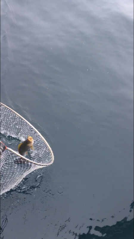 牟岐沖でかけ釣り