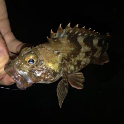 ガシライトゲーム