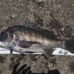 イチノ兄弟、釣果！