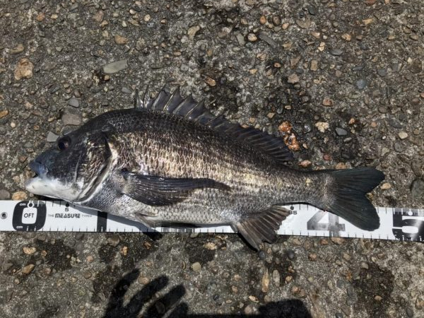 イチノ兄弟、釣果！