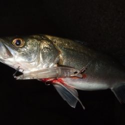 メバルプラッギング好調