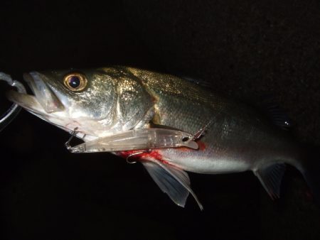 メバルプラッギング好調