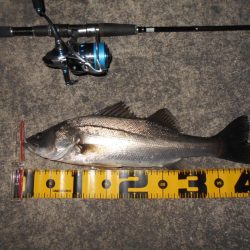 5/19バチパターン調査