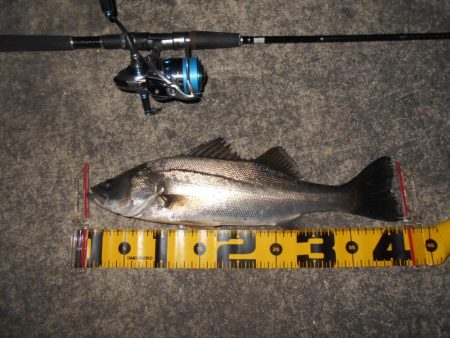 5/19バチパターン調査